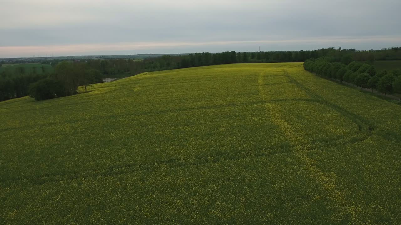 rapefield en el campo sur de suecia skåne, österlen, tosterup, medio aéreo