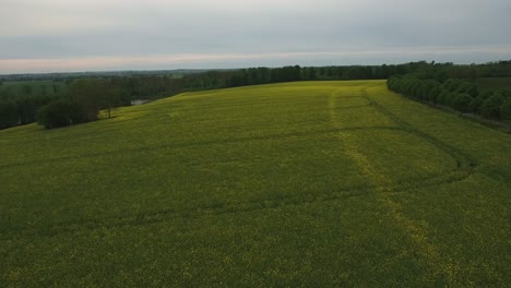 Rapefield-in-Countryside-South-Sweden-Skåne,-Österlen,-Tosterup,-Aerial-Medium