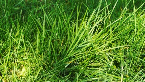 Césped verde