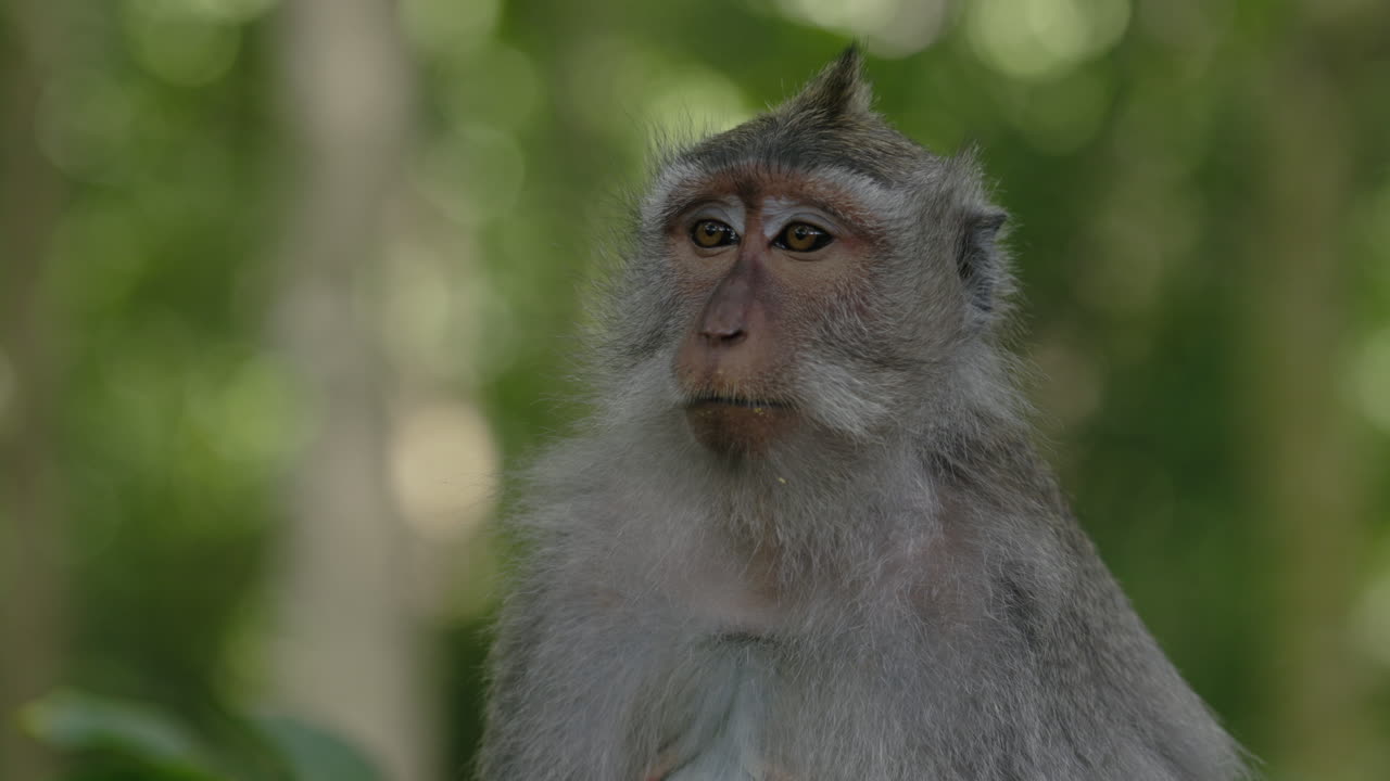 Close-up of a monkey in a forest