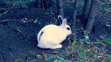 a high angle shot of a black and white rabbit feeding on leaves near the trees