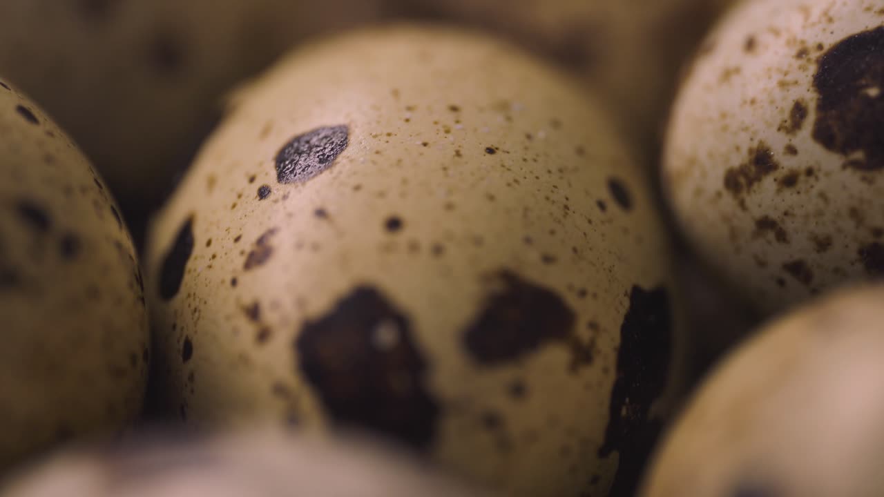 Close-up of Speckled Quail Eggs