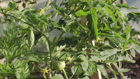 plantas de tomate en invernadero plantación de tomates verdes