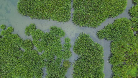 aerial view of lush green aquatic plants in a wetland