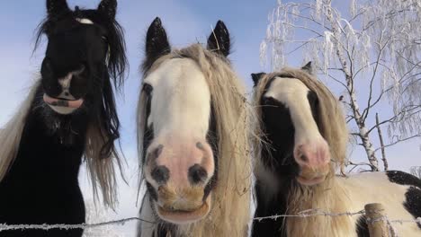 Pferde-Im-Winter-Auf-Der-Koppel