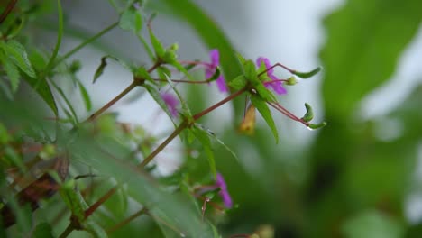 broll of random flowes in bisle ghat