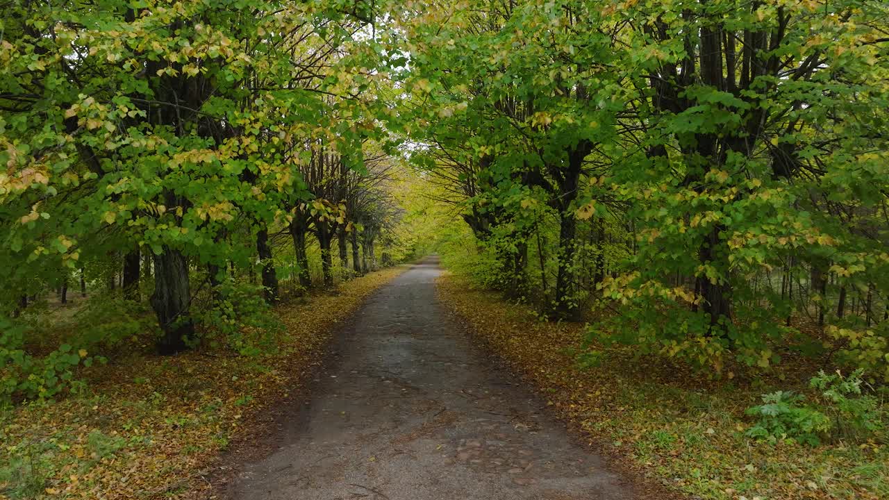 Establishing view of the autumn linden tree alley, empty pathway, yellow leaves of a linden tree on the ground, idyllic nature scene of leaf fall, overcast autumn day, low drone shot moving forward