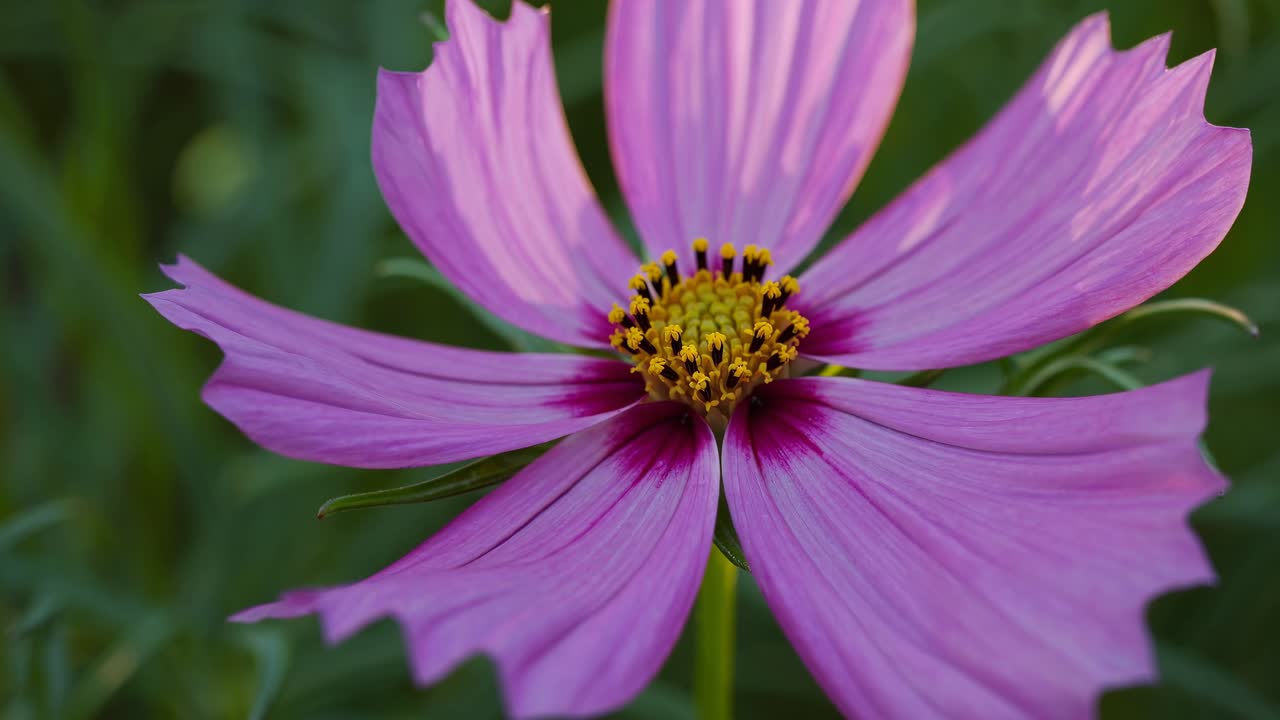 Close-up of a purple flower bud with green leaves, shot at eye level