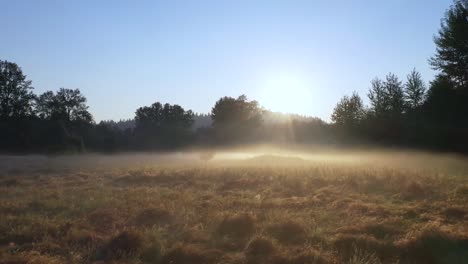 drone footage of a foggy morning sunrise