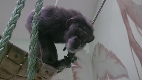 Chimpanzee-Sitting-On-A-Swing-In-The-Zoo-Wild-Park