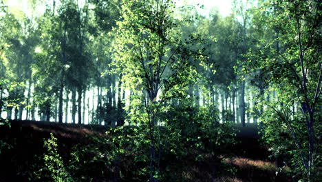 Birkenwald-Im-Sonnenlicht-Am-Morgen