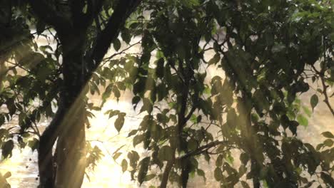 forest leaves act as umbrella to water droplets as sunlight breaks through