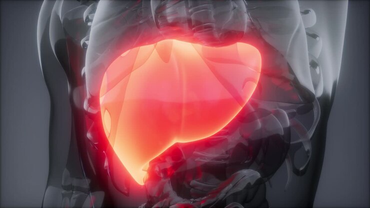 Human Liver Radiology Exam