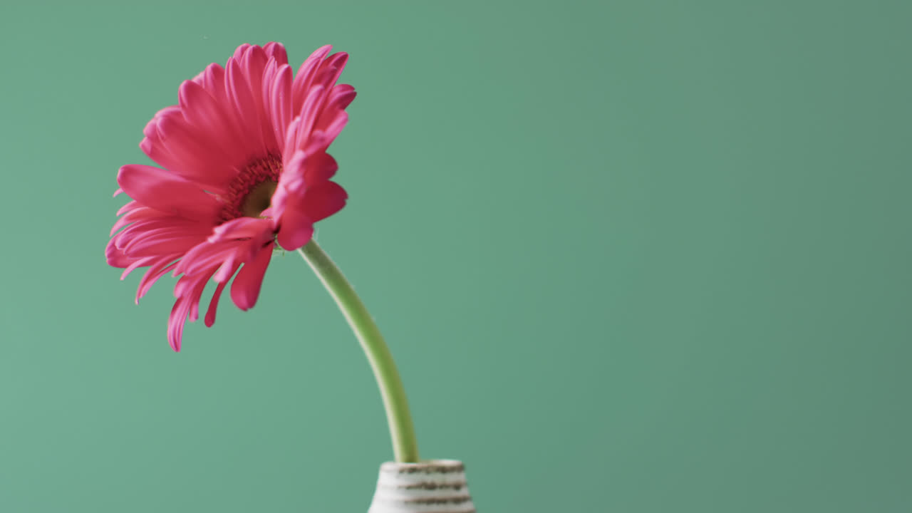 video de una flor de gerbera rosa en un jarrón blanco con espacio de copia en fondo verde