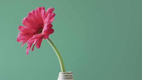 Vídeo-De-Flor-De-Gerbera-Rosa-En-Jarrón-Blanco-Con-Espacio-Para-Copiar-Sobre-Fondo-Verde