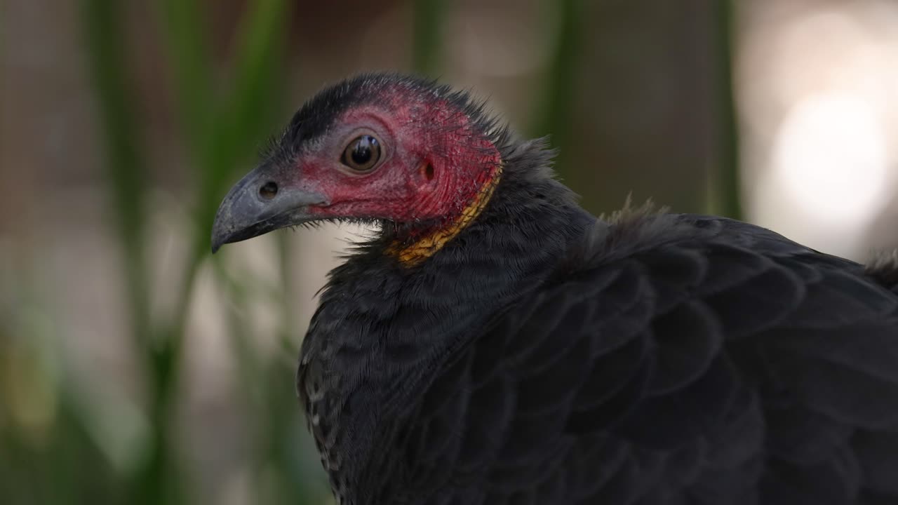 primer plano de un pavo salvaje en la naturaleza
