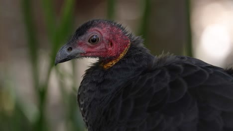 primer plano de un pavo salvaje en la naturaleza