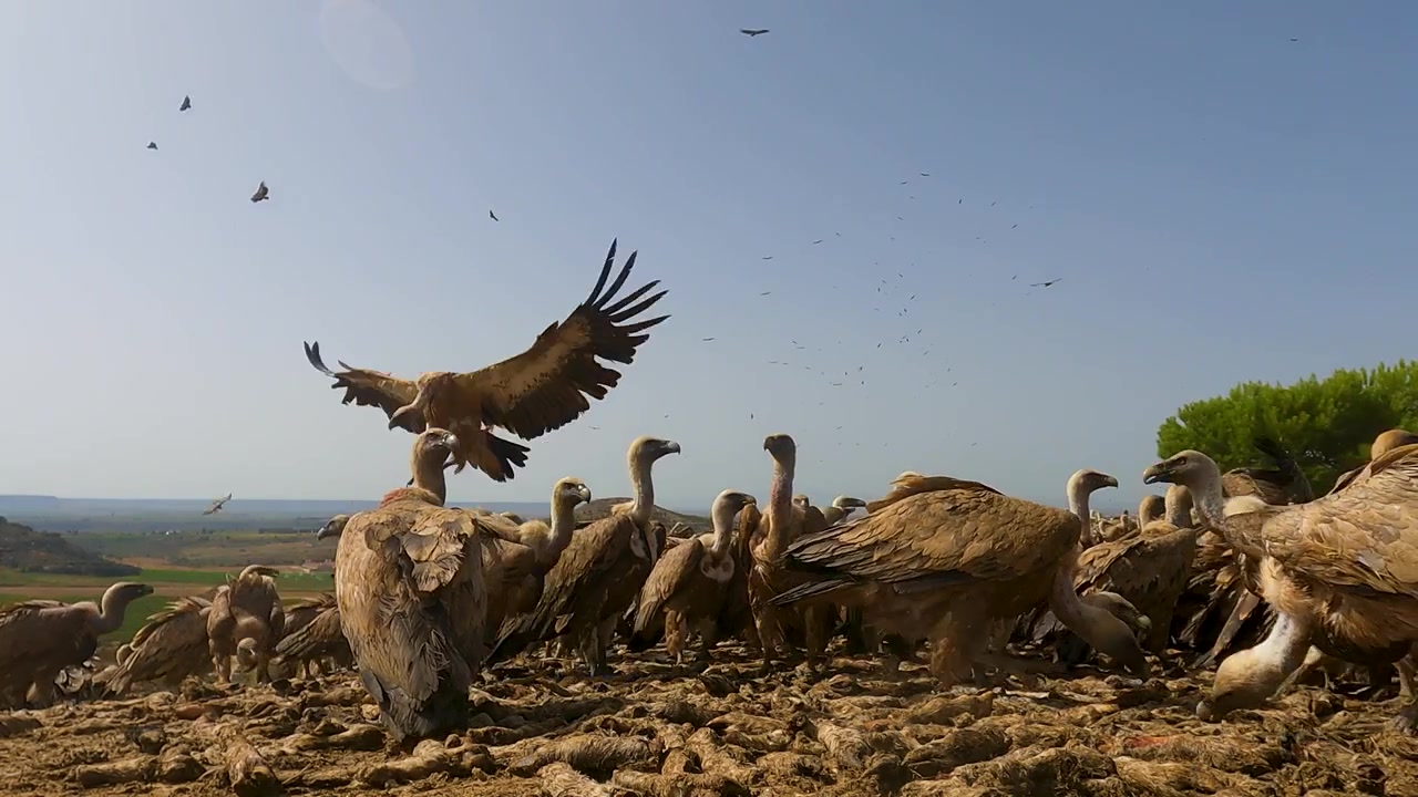 Grifoni che mangiano a terra in Spagna mentre altri si lanciano in picchiata e atterrano intorno al sito di alimentazione. Filmato stock dinamico in primo piano di uccelli spazzini che si radunano e alimentazione per la conservazione della fauna selvatica