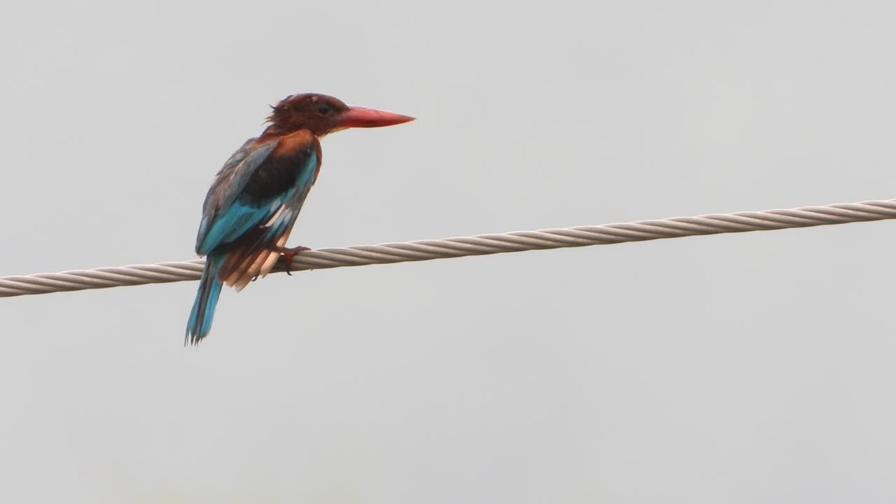 물총새 편안한 uhd mp4 4k