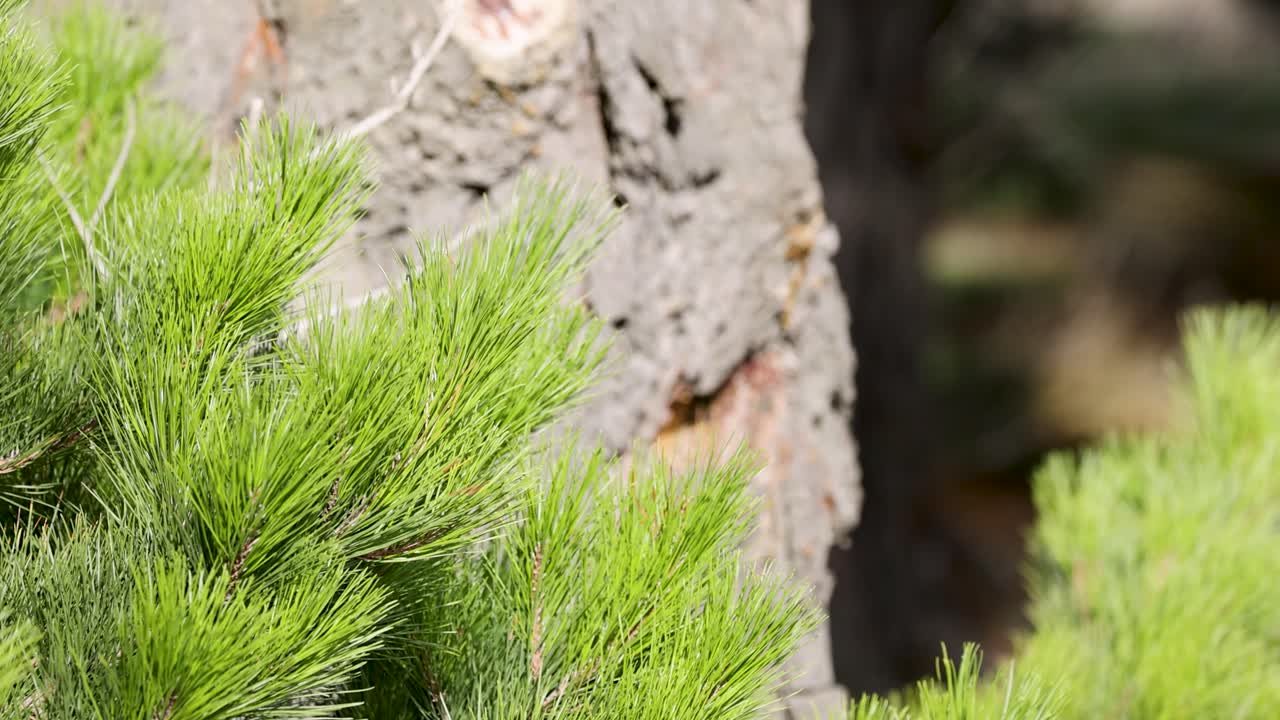 Close-up of Austrian pine branches swaying in the wind against a tree trunk background