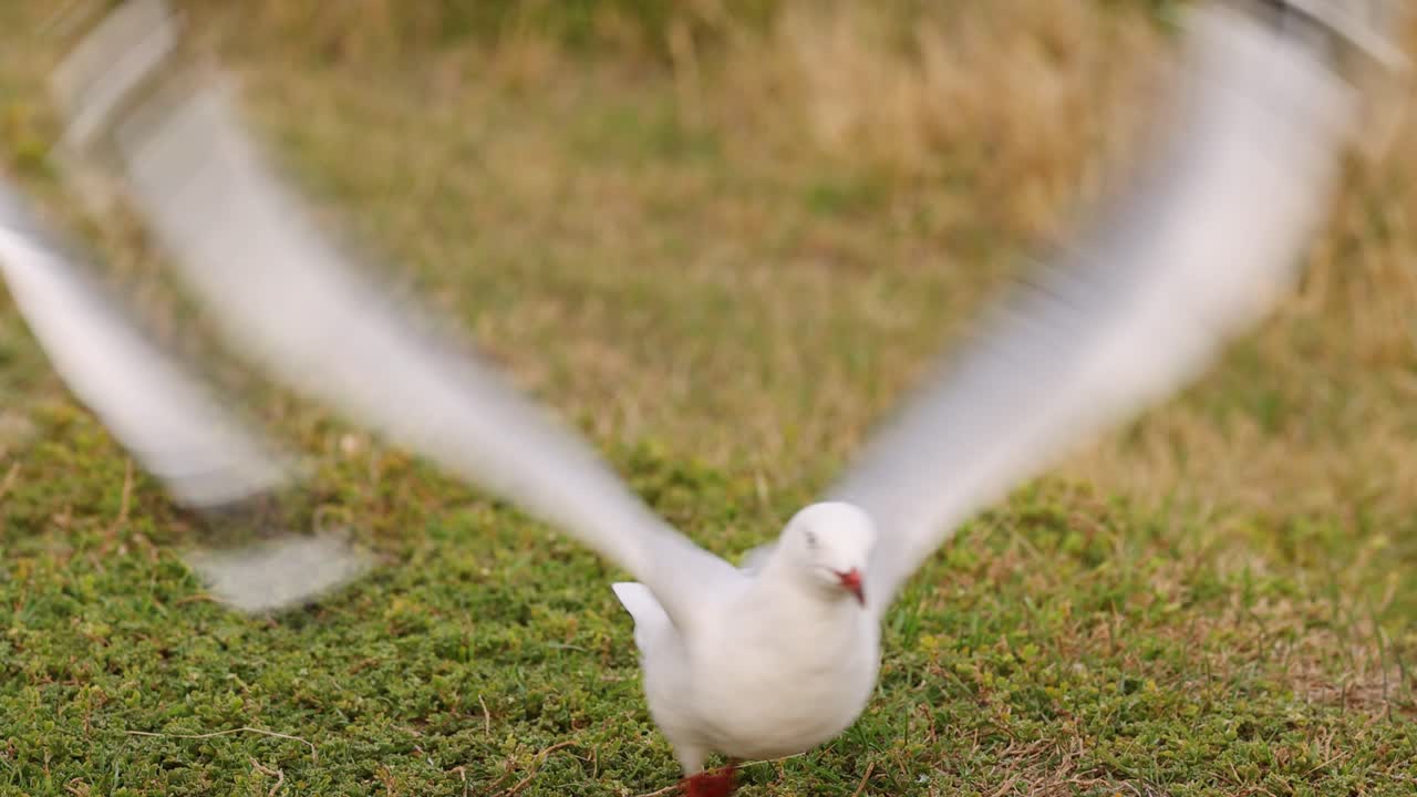 A seagull prepares and takes flight from grassy terrain, captured in natural lighting with a focus on movement