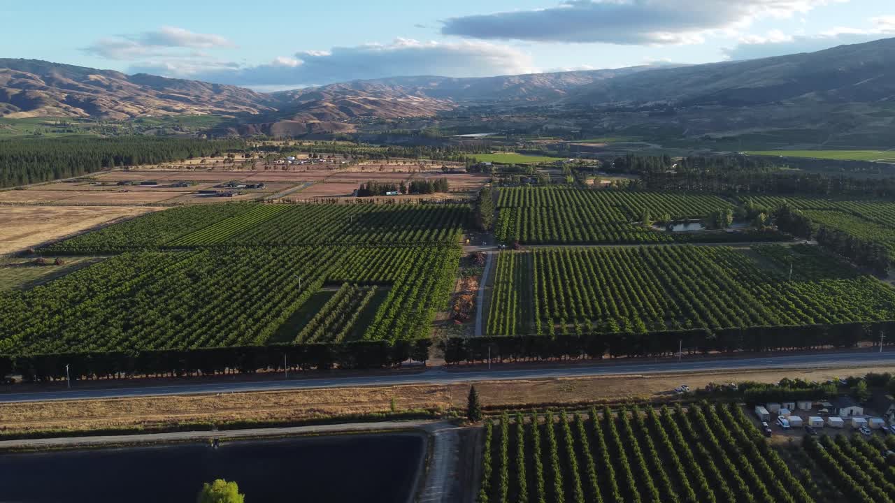 Viste aeree con drone di frutteti di ciliegi a Cromwell, Otago, Nuova Zelanda