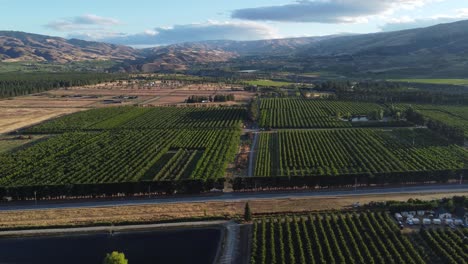 vistas de drones de los huertos de cerezos en cromwell, otago, nueva zelanda