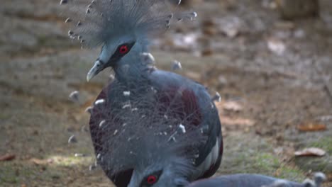 Close-up-Maroon-breasted-Crowned-Pigeon