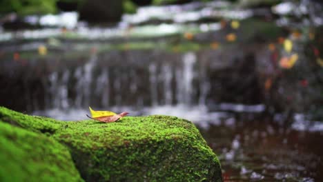 Close-Up-Shot-Of-A-Withered-Yellow-Dead-Leaves-With-Slow-Motion-Waterfall-Stream-On-Background