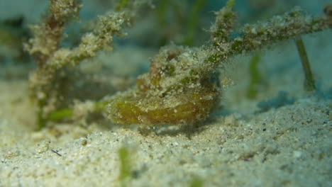 Gelbes-Seepferdchen,-Das-Sich-Sanft-Vom-Seegras-Im-Sand-Wiegt