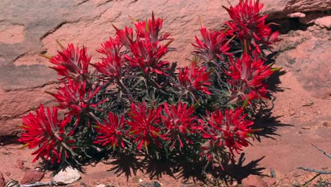 red slickrock indian paintbrush flower blooming in zion national park