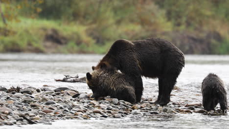 grizzly bear mother with two cubs eating fish on the rocks at great bear rain forest in british columbia, canada