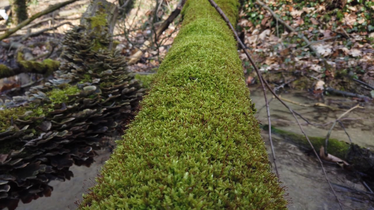 Corteccia di tronco d'albero coperta di muschio. Funghi di bosco su un tronco d'albero. Cerrena unicolor, comunemente conosciuta come poliporo labirintico muschioso, cresce su un albero caduto