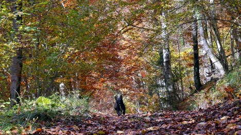 Kleiner-Schwarzer-Hund,-Der-In-Zeitlupe-Zur-Kamera-Läuft