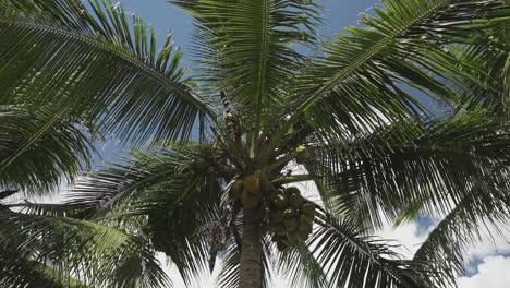 Palmen--Und-Kokosnusshintergrund-Am-Strand