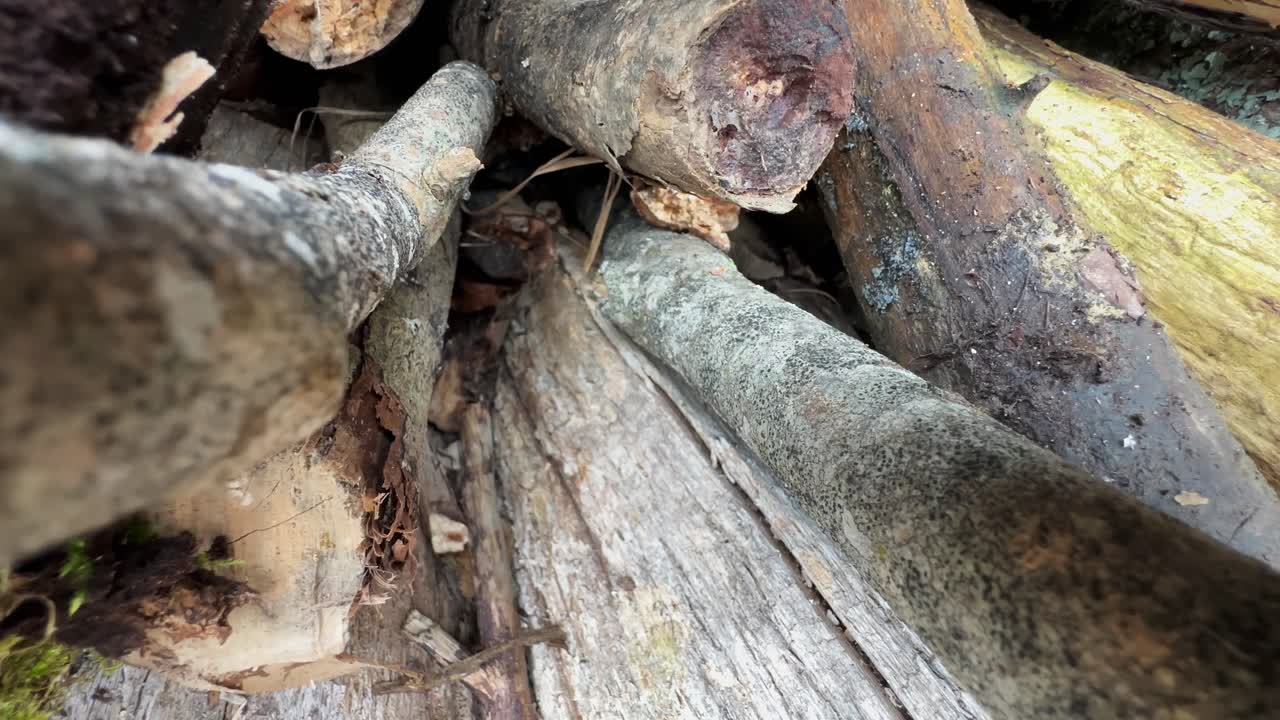 Common lizard (Zootoca vivipara) tries to reach the next piece of wood but falls down. Estonia.