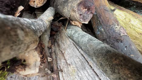 Common lizard (Zootoca vivipara) tries to reach the next piece of wood but falls down. Estonia.