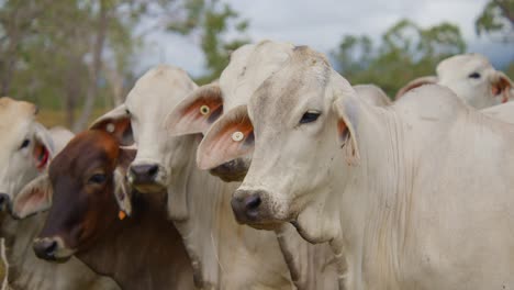 Toma-De-Cerca-De-Vacas-En-Una-Granja-Del-Interior-Australiano,-Toma-De-Mano-En-Cámara-Lenta