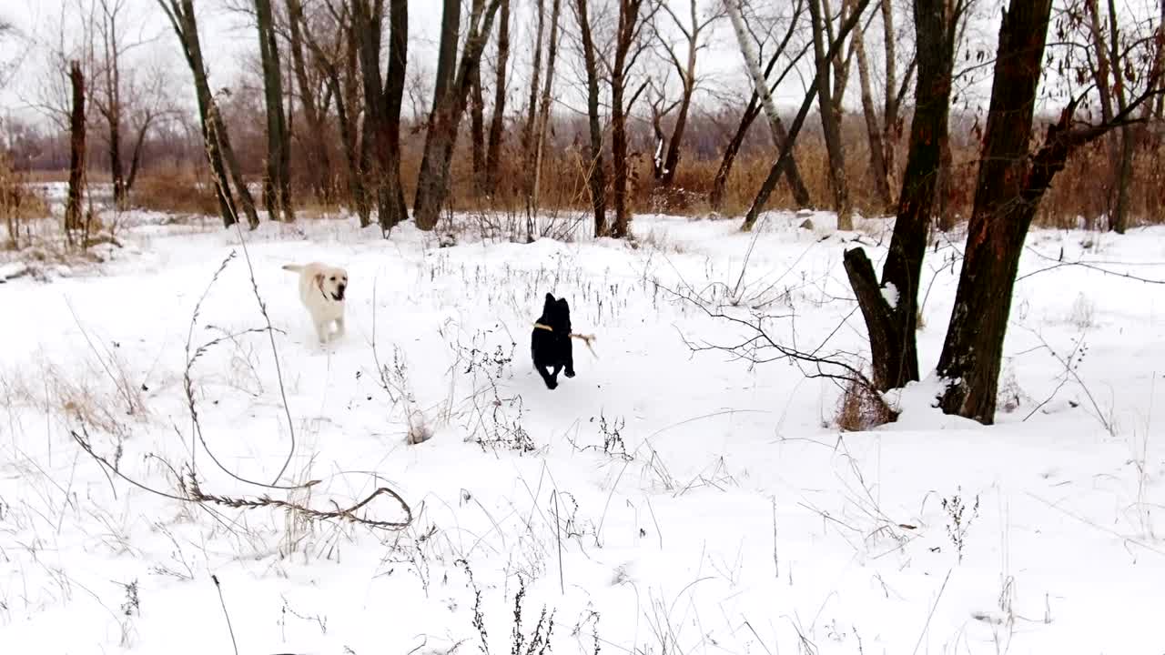 две собаки-лабрадоры играют вместе