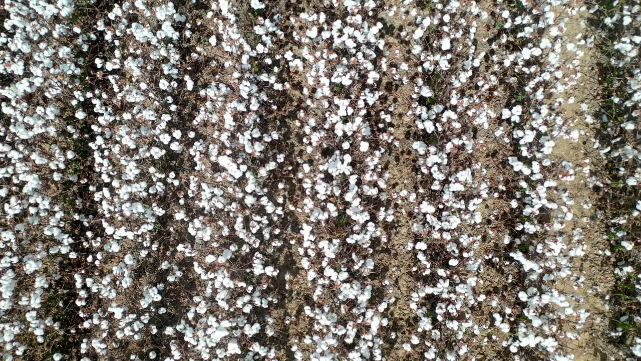 vista de un avión no tripulado de una plantación de algodón en brasil