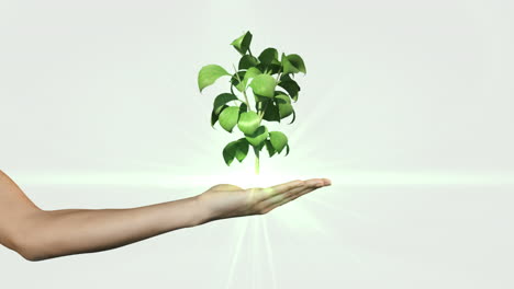 Hand-presenting-digital-green-plant-growing