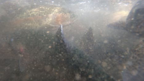 fish swarming in a trout hatchery