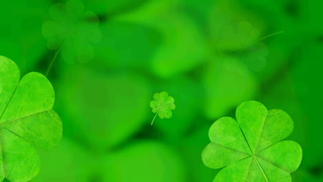 animation of clover leaves falling spinning on green background