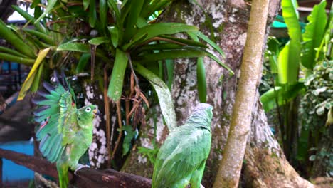 vista de dos loros verdes en la amazonía peruana