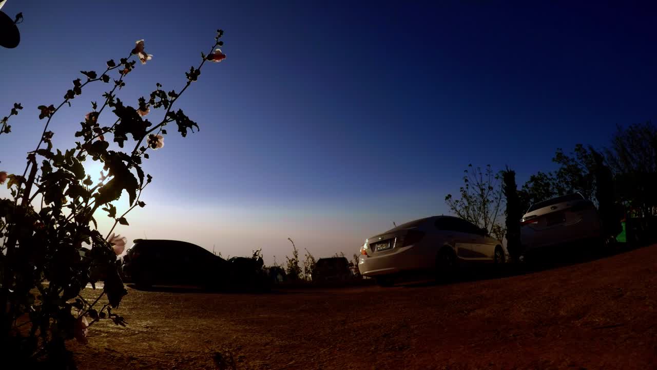 Morning sun shining - flashing through garden plants
