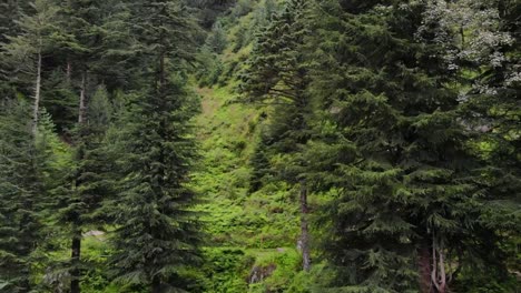 deodar forest manali himachal - the woods in the forest