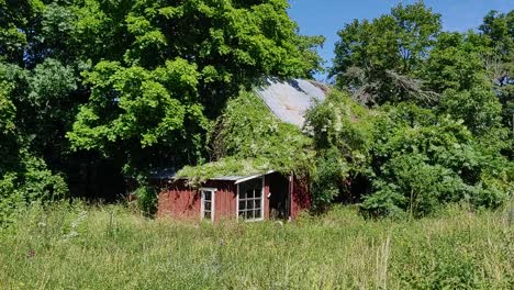 red corrugated iron shed hidden and overgrown in the woods