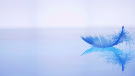 the bird's feather fell on the water surface lightness and tenderness of the fall with slow motion sense