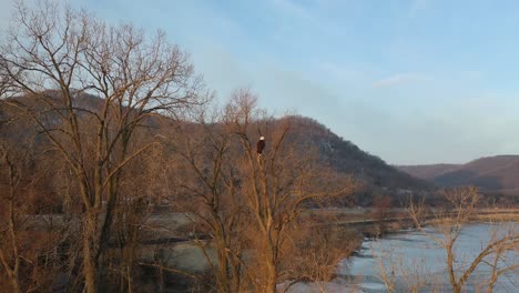 bald eagle perched in winter landscape