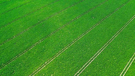 aerial shot of lush green corn fields, 4k